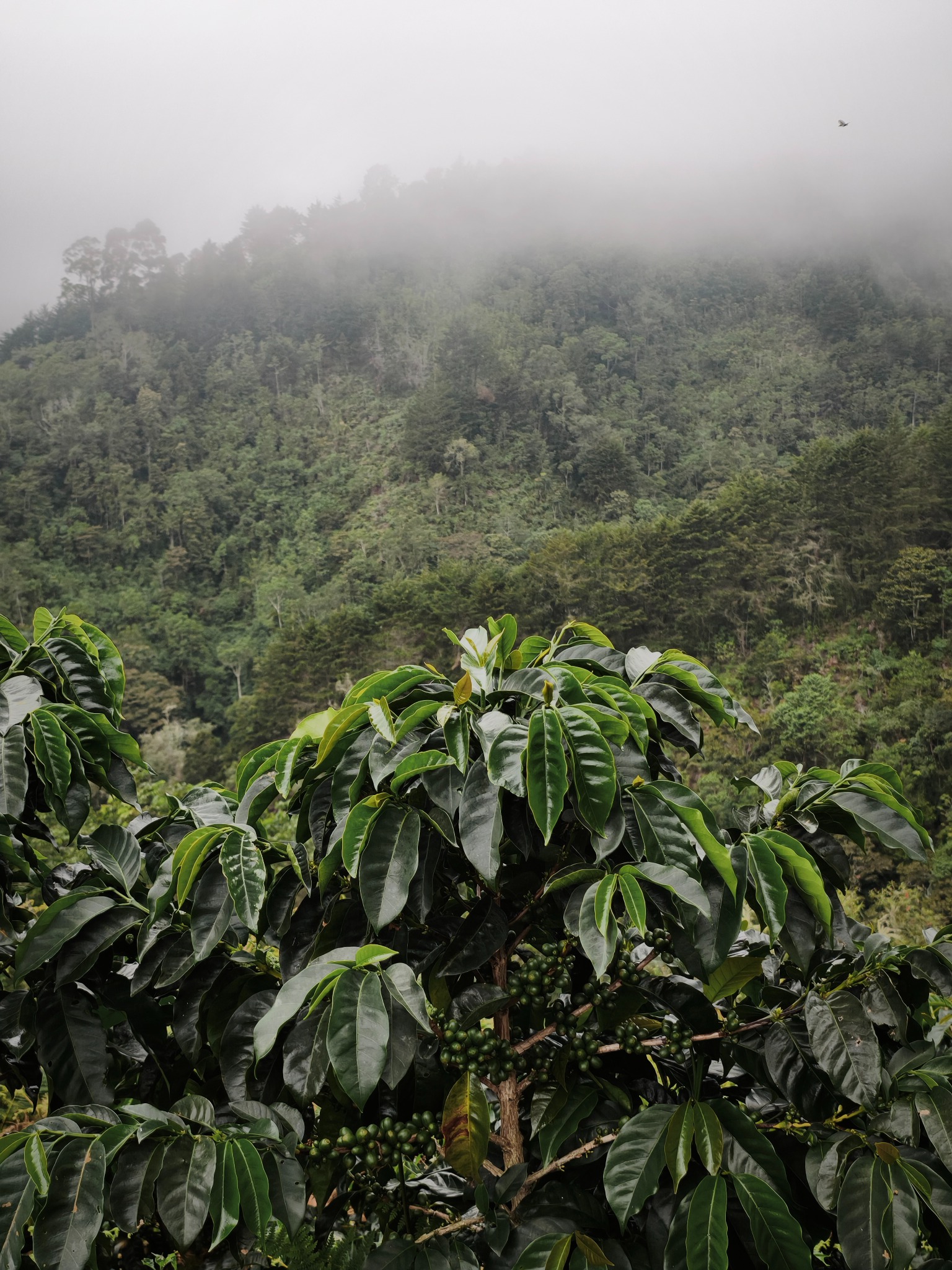 Kaly Coffee, Buena Vista