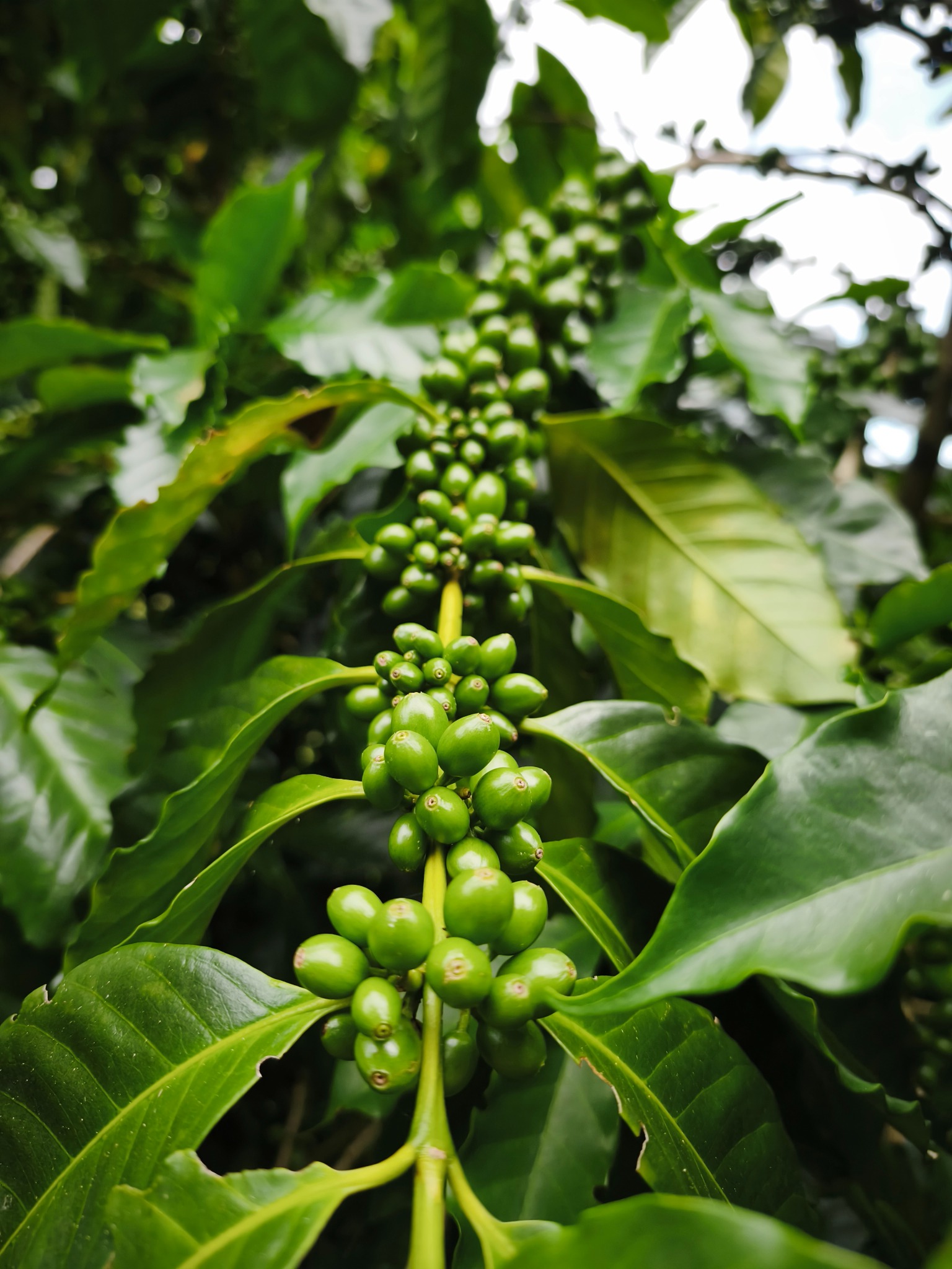 Kaly Coffee